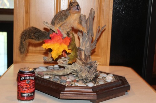 Taxidermy squirrel chipmunk - taxidermy,