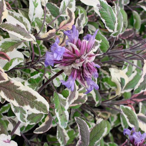 Sage tricolor plant - -, 1