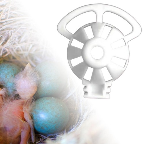 Bird cage egg - bird,