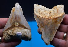 SALE..BEST VALUE  MEGALODON