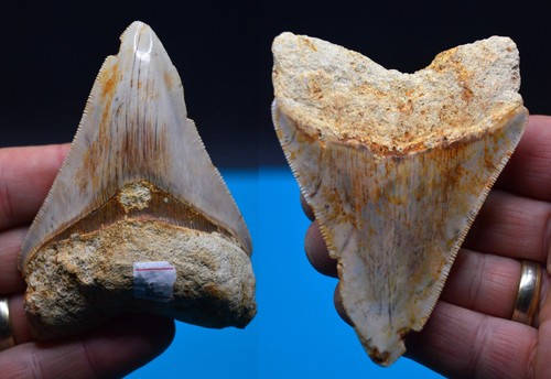 Sale best value megalodon - ,