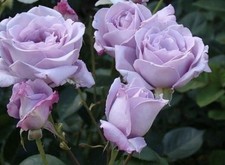 HYBRID TEA ROSE ‘BLUE NEIL
