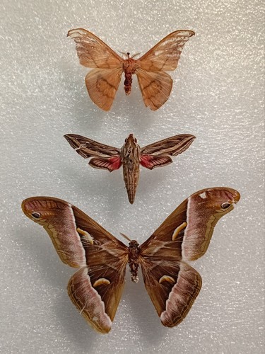 Moth set specimen bundle a2 - ,