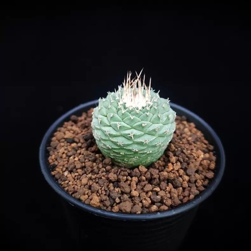 2cm succulent cactus - 2cm, plant