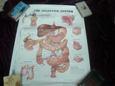 4 used anatomical posters, Heart, Endocrine, Urinary, Digestive systems