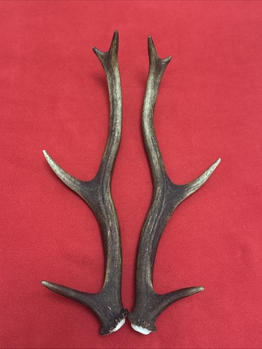 Pair red deer - of,