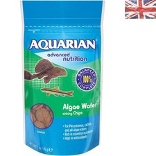 Nutrient-Rich Algae Eater Fish