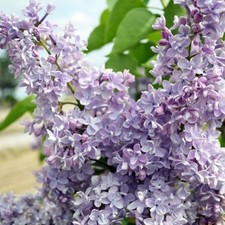 LILAC SYRINGA PLANT PRESIDENT GREVY SHRUB TREE BLUE FRAGRANT FLOWERS 9CM POT