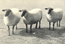 SHEEP. Suffolk Ewes first
