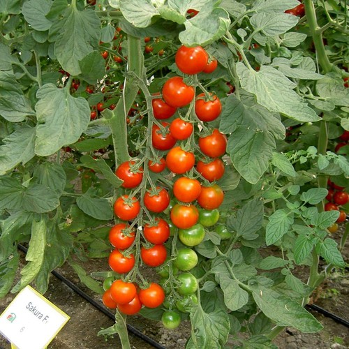 Tomato sakura finest - tomato,