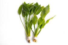 Echinodorus Bleheri - Amazon