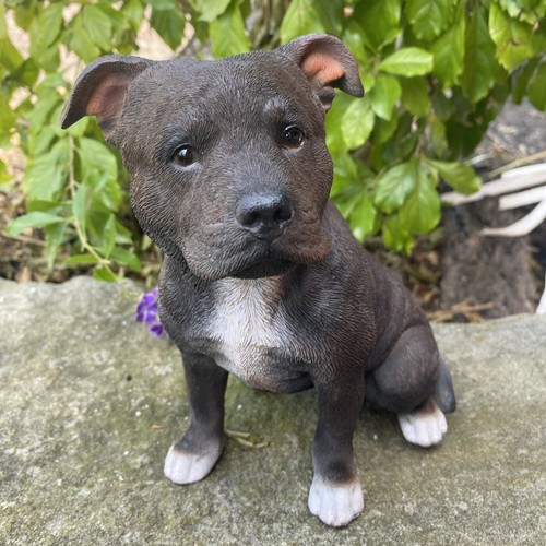 Staffordshire staffy puppy dog - staffordshire,