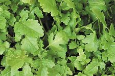Green Manure - White Mustard Seed - 100g