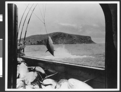 Tuna being pulled into - , a