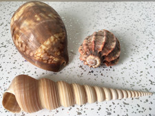 x3 Vintage Sea shells shell