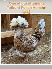6 Candy Corn Polish Chicken
