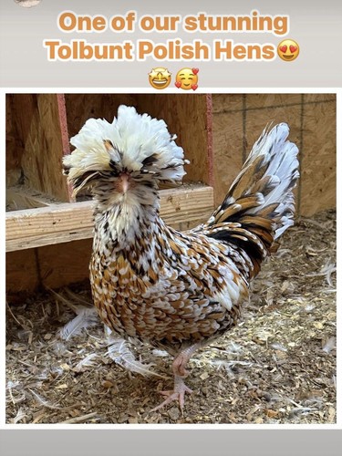 Candy corn polish chicken - corn,