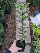 6 Holly Hedge Plants 9cm pot