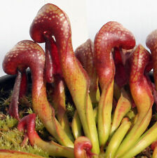DARLINGTONIA CALIFORNICA (Siuslaw NF,Or)red Cobra Lily carnivorous pitcher plant