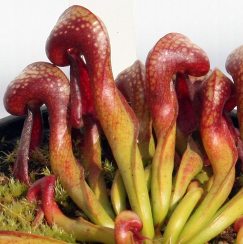 Darlingtonia californica - darlingtonia,