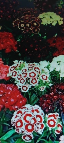 Medium sweet william - sweet,