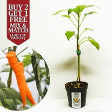 Cayenne Orange Chilli Pepper