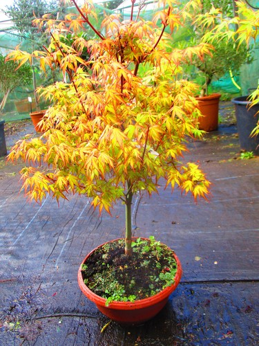 28inch inc pot - pot, bonsai