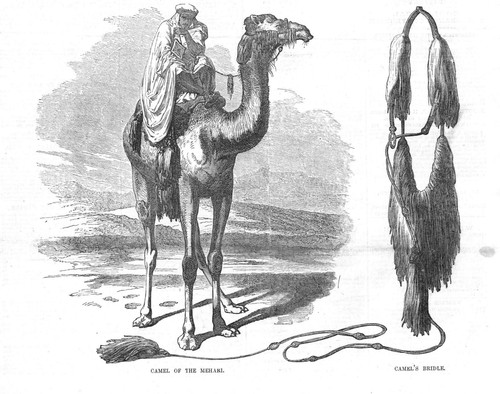 The mehari camel - the,