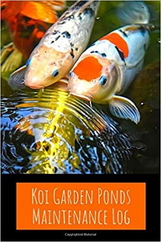Koi garden ponds maintenance - koi,
