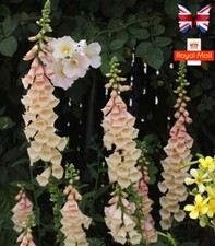 DIGITALIS 100 SEEDS APRICOT