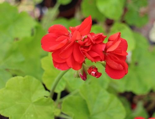 Pelargonium gunnard - gunnard,