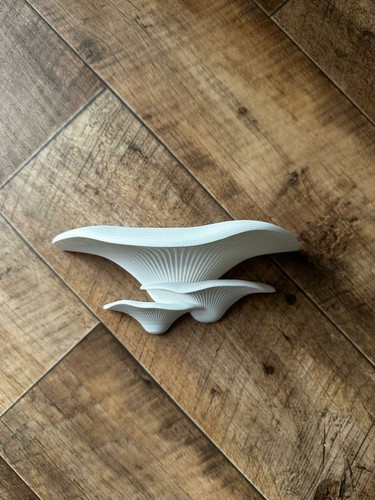 Mushroom shelf sizes - shelf, 3