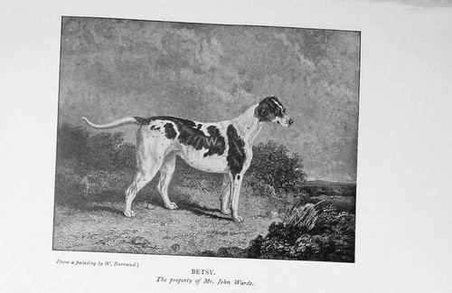 Betsy dog hunting john warde - dog,