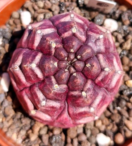 Gymnocalycium mihanovichii - gymnocalycium,
