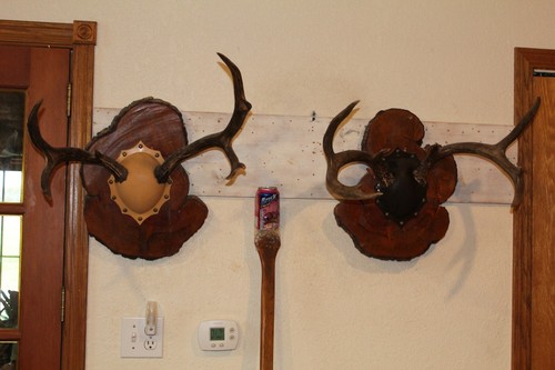 Mule deer mounts taxidermy - mounts,
