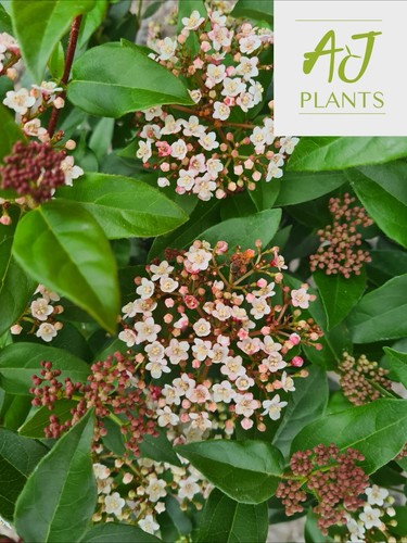 Viburnum tinus eve - tinus, 3