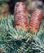 Abies concolor  (White Fir)