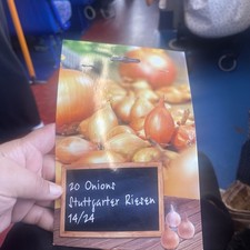 Winter Onions / Shallots / 20
