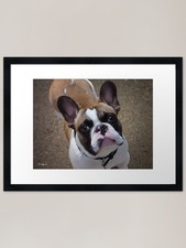 Rocky Framed Art Print Framed