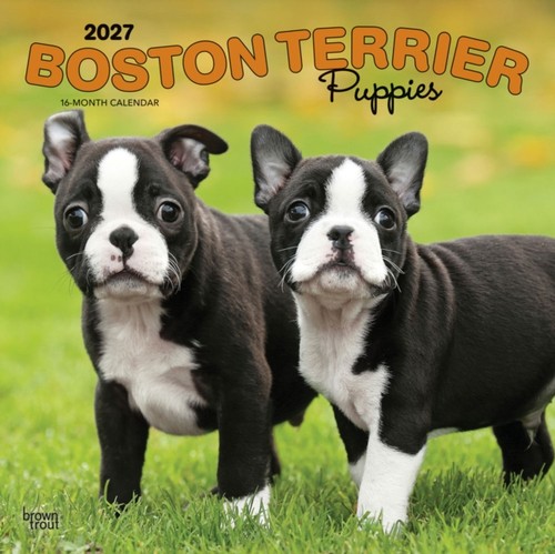 Boston terrier puppies - boston, 2027