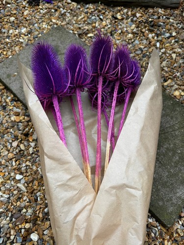 Dried teasel dipsacus - dried, teasel-dipsacus