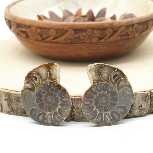 Polished ammonite fossil - fossil, pair