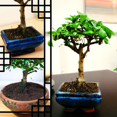 Fukien tea tree - tea, plant