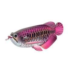 Eugy asian arowana - asian,