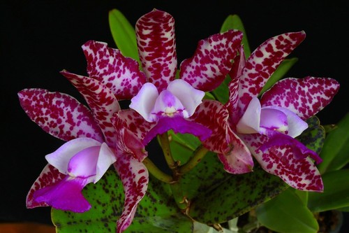 Cattleya - x, aclandiae)