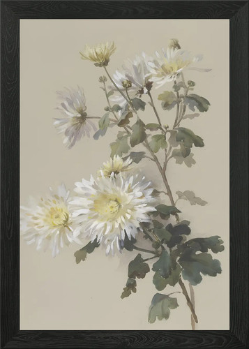 White chrysanthemum painting - chrysanthemum,