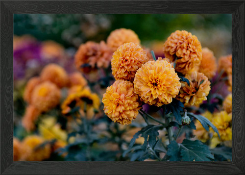 Orange chrysanthemum flowers - chrysanthemum,