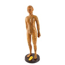 ﹣Female Human Body