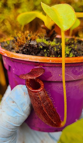 Nepenthes rajah lowii seed - nepenthes, -seed