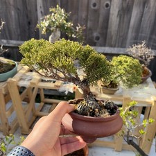 Bonsai Tree Itoigawa Juniper